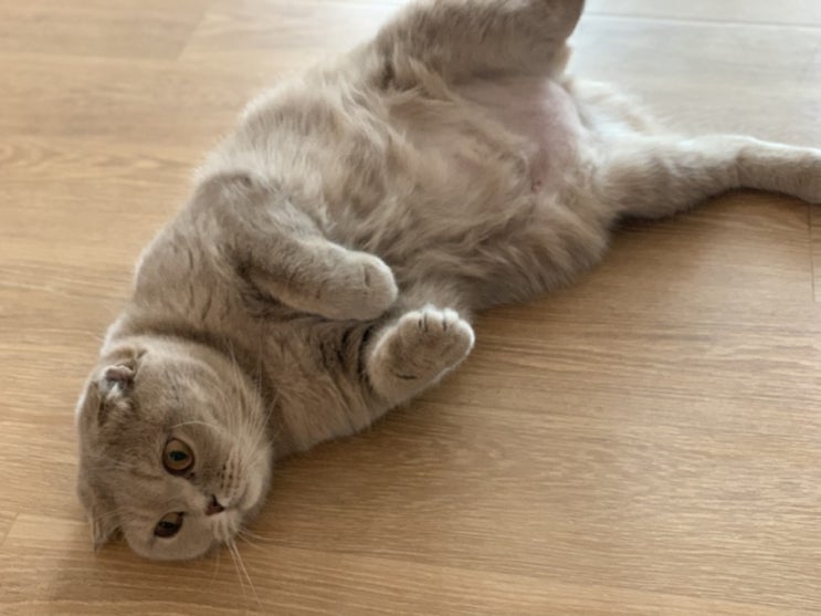  고양이 정수기 후기 (6개월사용 후기)