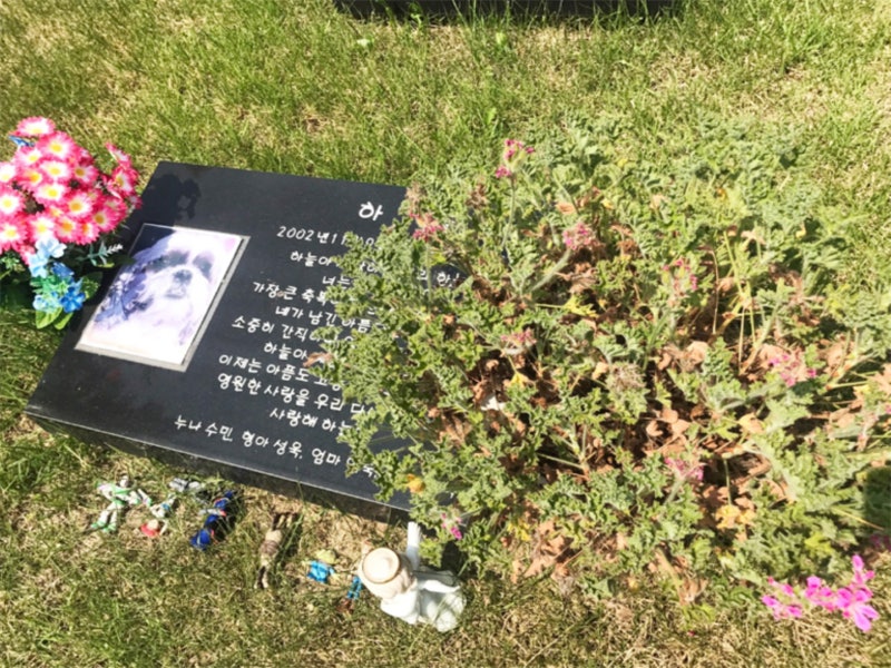 인천 강아지수목원, 가치있는 이별을 위한 결정