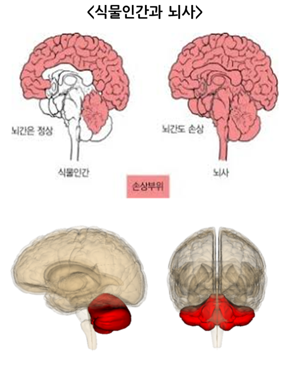 중추신경계 - 뇌(Brain) : 네이버 블로그