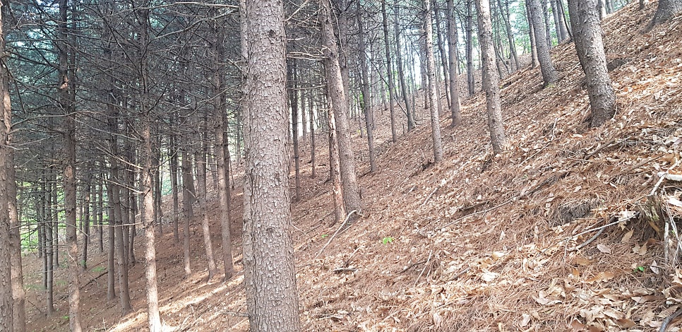 잣동산 사진 6
