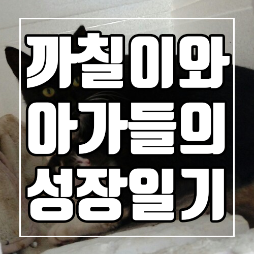  완도전복마을의 마스코트! 까칠이와 아가들의 성장일기