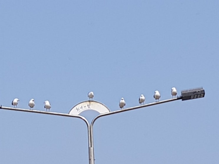  갈 매 기