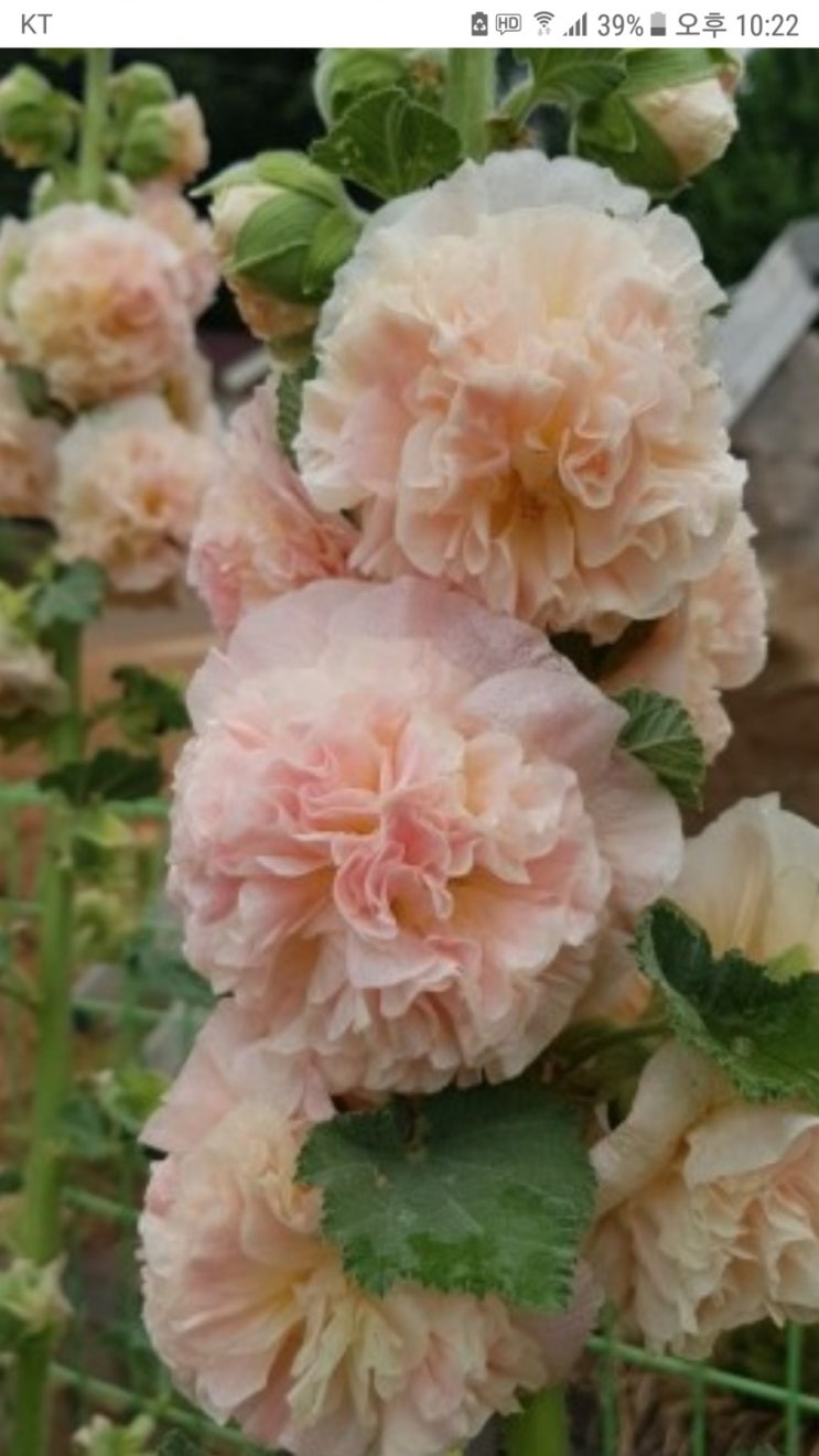  겹접시꽃....꽃씨앗과 모종구입