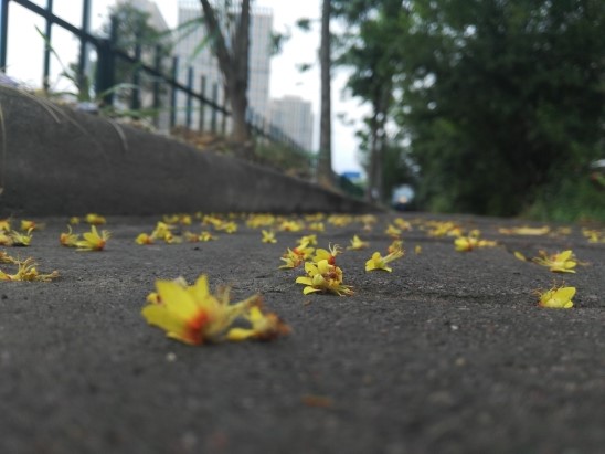  봄날은 간다 - 2019. 5. 1. 안산신문기고