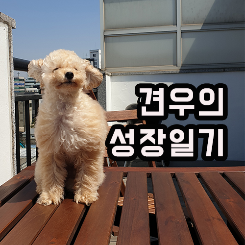  토이푸들 크기 견우의 성장과정 만들어봤어요