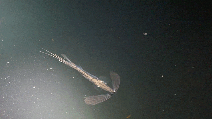  민달고기 Zenopsis nebulosa    カガミダイ / 달고기과 (Family Zeidae ) 의 1종