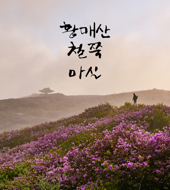  합천 산청 황매산 철쭉제 마실 [ 황매산 일출 / 황매산 운해 / 철쭉 군락지 / 드론사진 ] 
