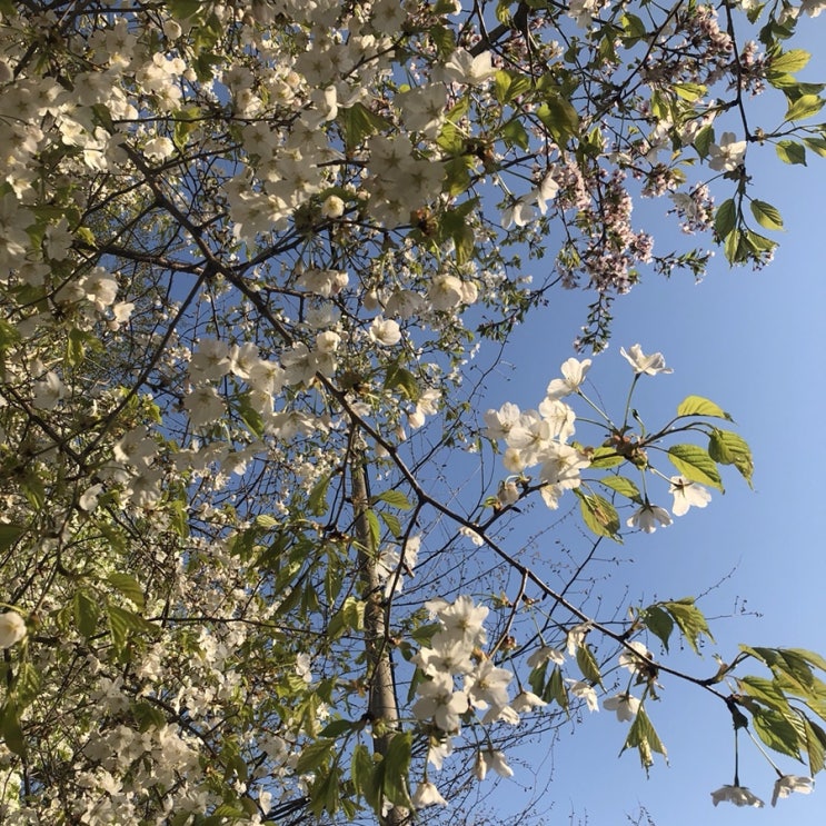  2019년 4월 돌아보기
