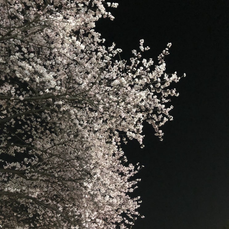  2019년 4월 일상.