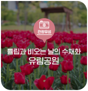 대전 유성구 명소, 유림공원 튤립과 함께 한 비 오는 날의 수채화
