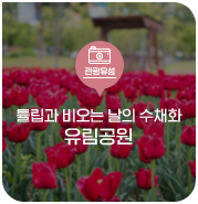  대전 유성구 명소, 유림공원 튤립과 함께 한 비 오는 날의 수채화