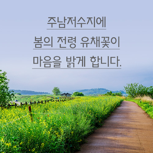  철새 소리 멈춘 주남저수지에 봄의 전령 유채꽃이 마음을 밝게 합니다.
