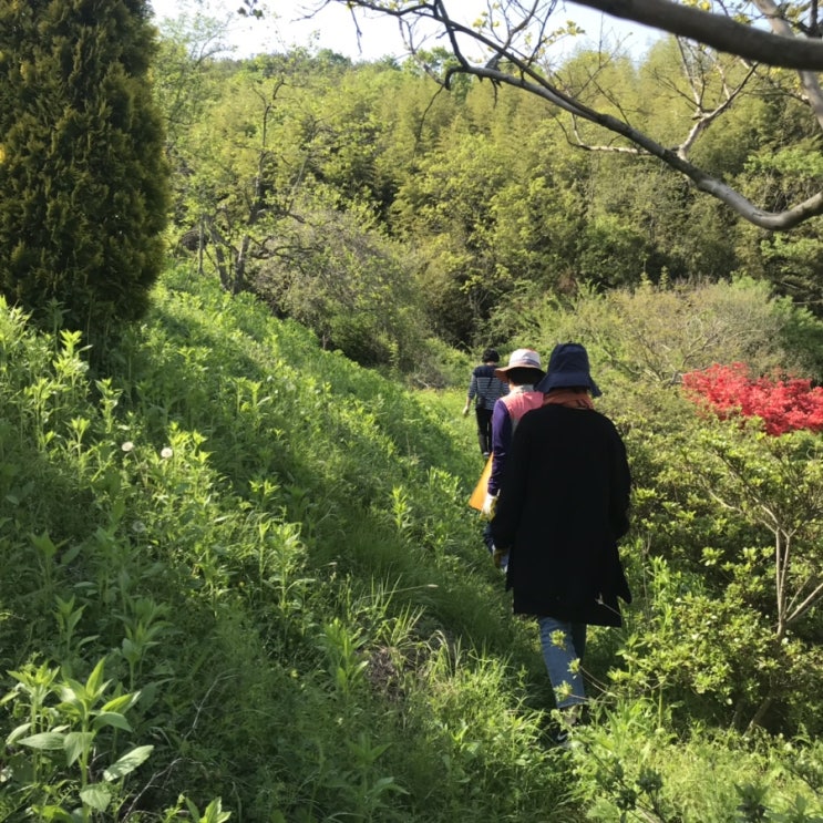  리틀 포레스트