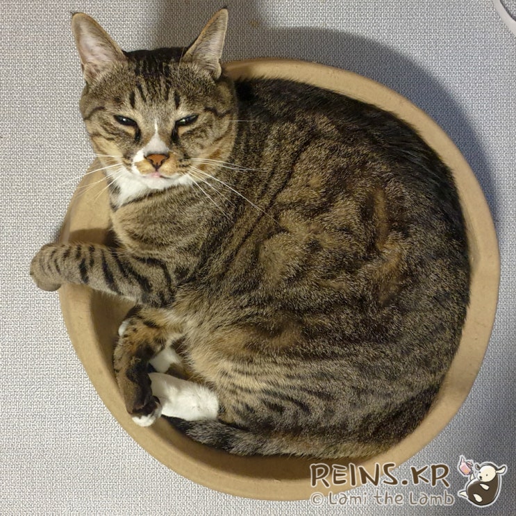  펫디아 고양이 종이 방석 ㅋㅋㅋ