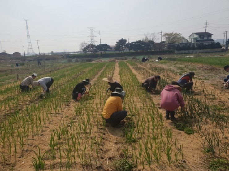  2019년 입하 소만 주말농부 텃밭 메뉴얼