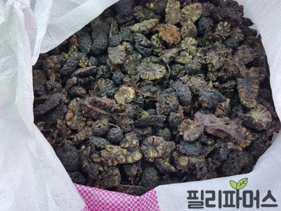 #노니중금속검출 에 대한 필리파머스의 생각