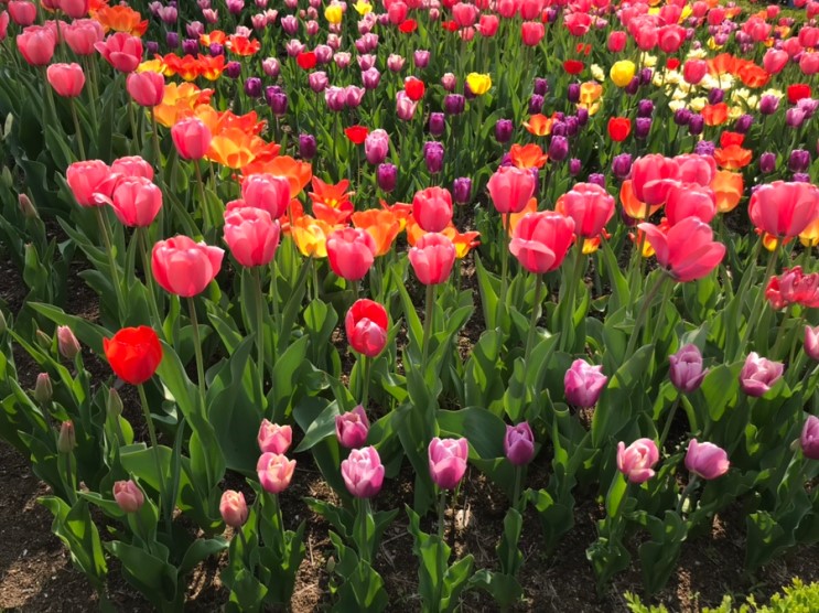 [18개월 아기랑] 서울근교나들이 꽃이 활짝 “신구대학교 식물원”