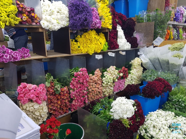 [가보기] 도매 꽃시장에 가보기 : 양재 꽃시장에 꽃을 사러 가보자 ~