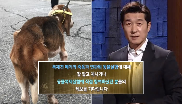  그것이 알고싶다 황우석 대표 복제견 관한 진실