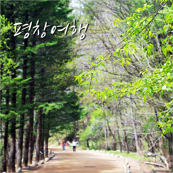  평창 여행코스 오대산 월정사전나무숲길 걷고 진부 맛집 go~