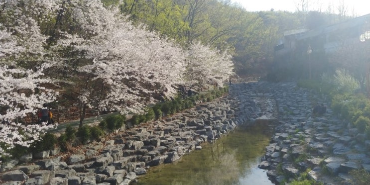  꽃구경하고 가세요. 벚꽃이 예뻐요