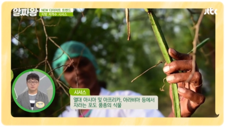  시서스가루 간단하게 과체중 케어