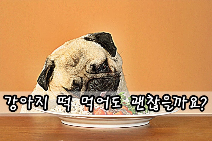  강아지 떡 먹어도 괜찮냐구요?