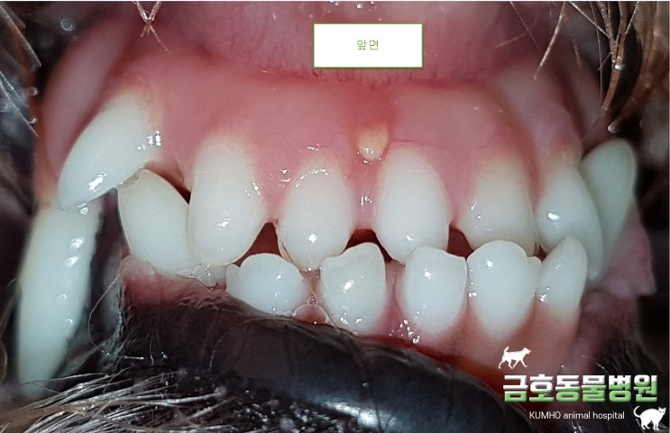  광주 강아지 치과 - 강아지 부정교합 (3)