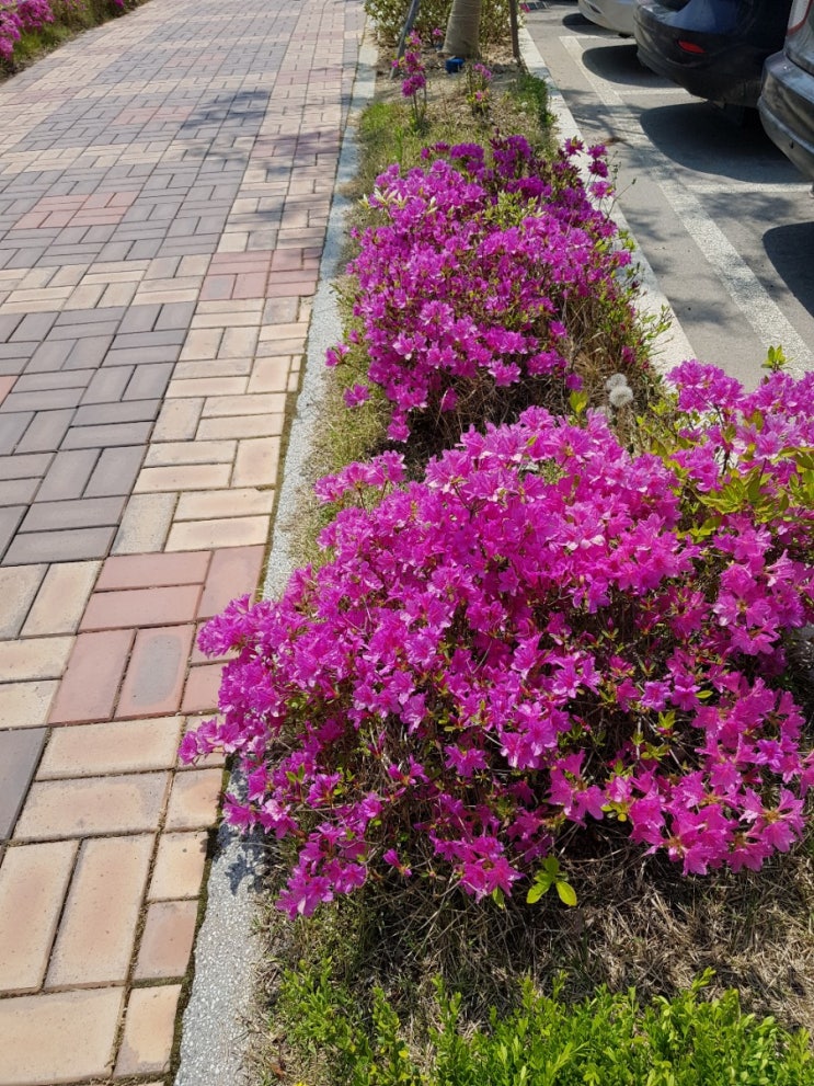  돼지열병,시스템반도체