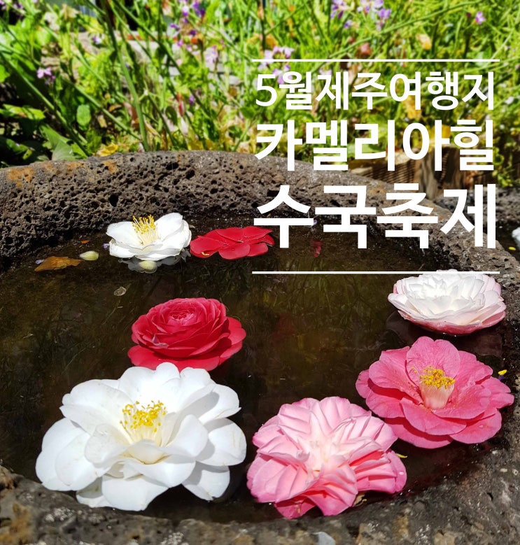  제주 카멜리아힐 5월 수국축제 제주인생샷 스팟