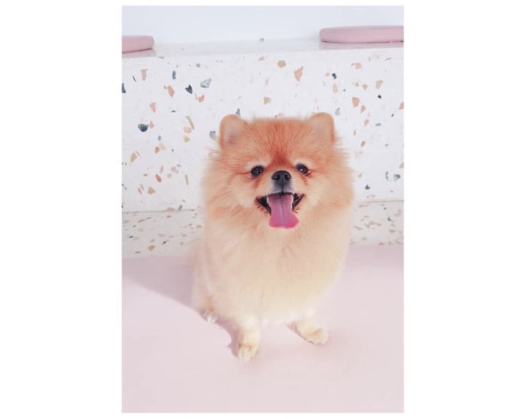  My puppy "오드리" (에투알,화성에투알,etoile,야외애견카페,애견카페,반려견,포메라니안,애완견,반려견과아기,포메,포메와아기)