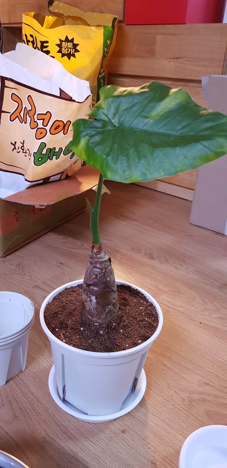  풀때기일지)알로카시아/아비스고사리/아보카도 분갈이