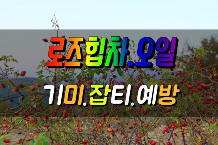  미백에 좋은 로즈힙 먹는법 바르는법 효능