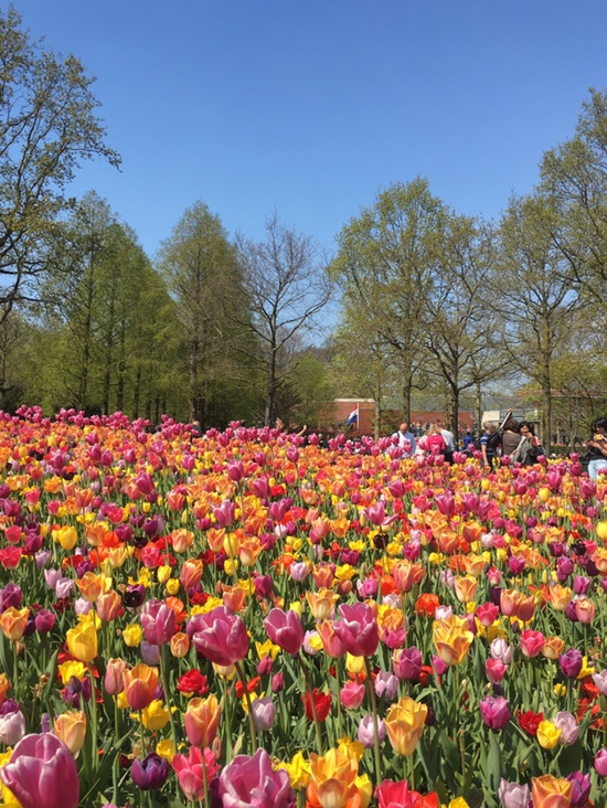  April_02 (네덜란드 튤립축제, 쾨켄호프 튤립공원, Galderse 호수, 피크닉, 벨기에 국경마을, 자전거 여행, 어벤져스 엔드게임)