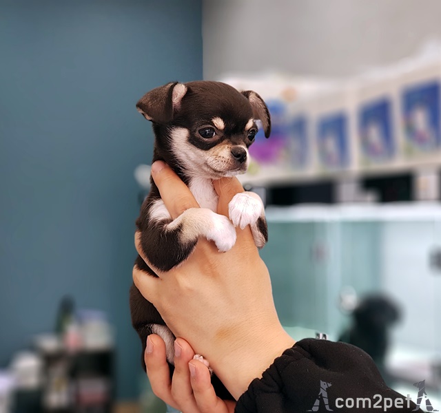  화곡동애견분양 다양한 정보와 소식 : )