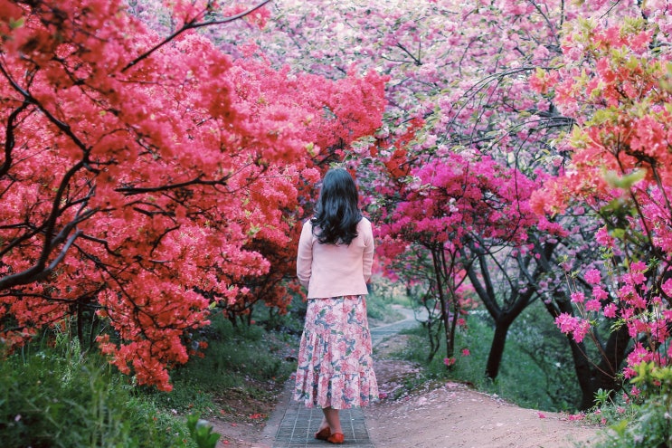  겹벚꽃과 철쭉의 향연! 후회 없는 전주완산공원 방문기(가는 길, 주차, 포토존 소개)