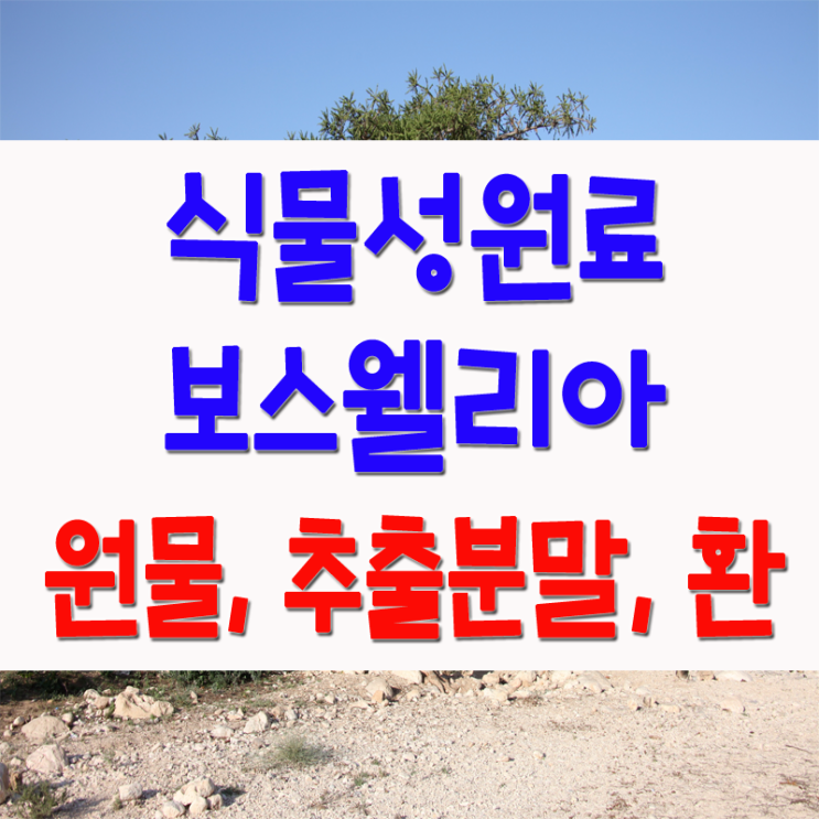  [유향판매] 미리미리 보스웰리아 효능 먹는방법 쉬워요