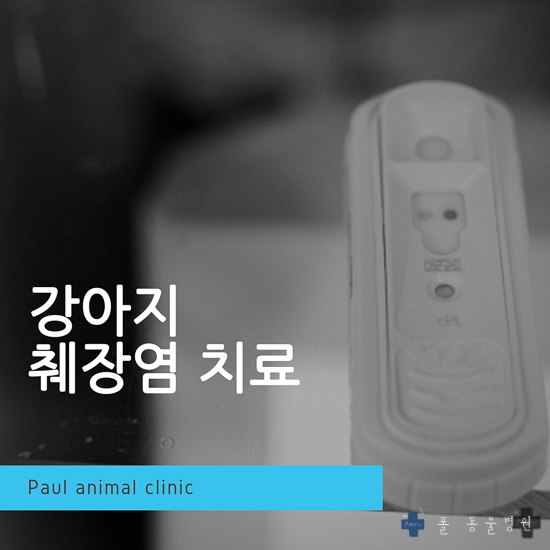  강아지 구토, 췌장염 치료 & 성남 분당 24시 폴 동물병원