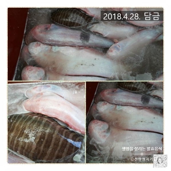  박대젓 출시