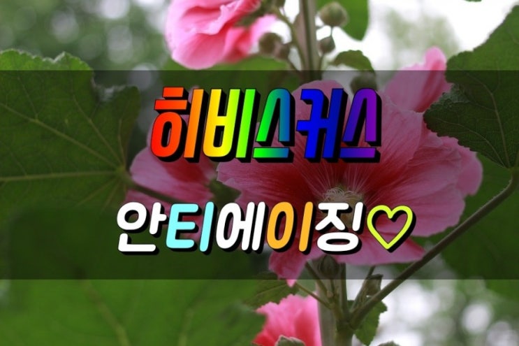  피부노화에 좋은 히비스커스차 효능 부작용