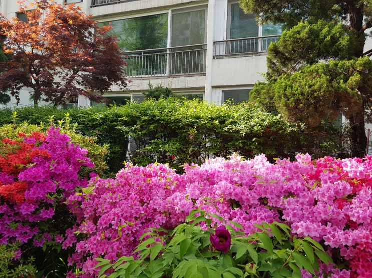  올림픽훼밀리아파트 5월 첫째주 거래흐름은?