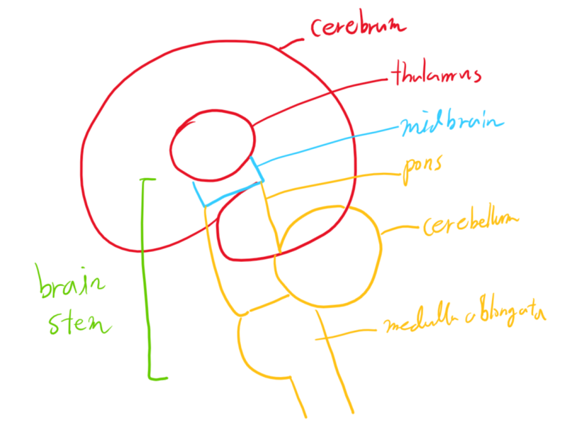 뇌 : 네이버 블로그