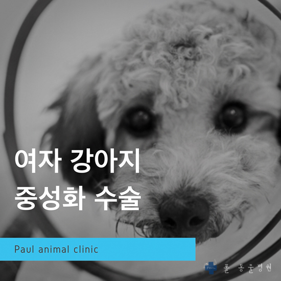  강아지 암컷 중성화 & 성남 분당 24시 폴 동물병원