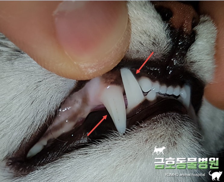  광주 고양이 치과 - 고양이 양치 두 번째 주입니다.  (고양이 양치 2주 차) (강아지 고양이 치약 & 칫솔 선택법)