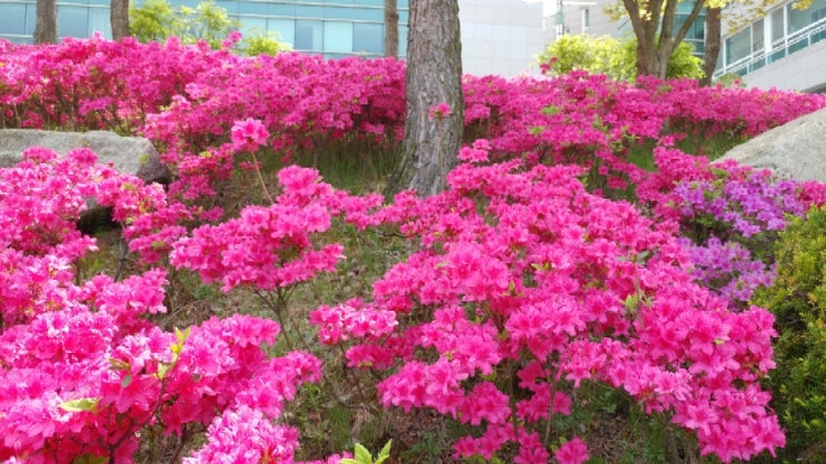 고운 빛은 어디에서 왔을까. 이렇게 좋은 황금연휴에 핀 절정의 철쭉을 보라(조관우 꽃밭에서) 190504
