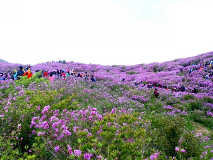 [힐링여행지소개]산청가볼만한곳 산청 황매산철쭉제, 생초조각공원, 한국에서가장 아름다운마을 남사예담촌으로의 뉴트로 핵인쌰들의 소확행