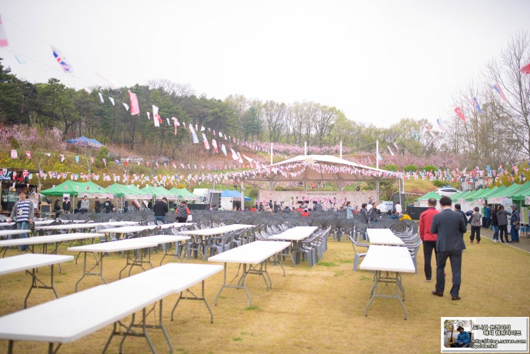  지난 "14회 춘덕산 복숭아꽃축제"에 태권도 시범단으로 참가한 다현이 보러 다녀왔네요~ [19.04.21]