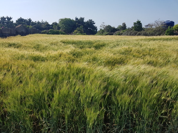  입하(立夏)입니다_마크로비오틱과 24절기