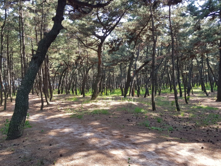  송림거리축제. 송메이트로 참여.해먹존공연에 보이스퍼포머에게 힐링을 받다