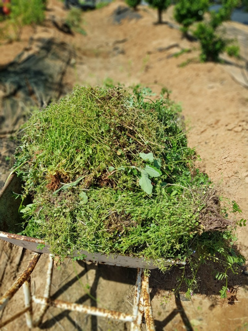 시골에서 살아남기]고추밭 만들기 / 시금치 캐기 / 잡초사랑ㅋ/ 야외식탁 : 네이버 블로그, image size:800x1067